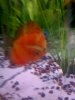 new discus 002.JPG