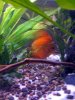 new discus 005.JPG
