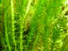 Mystery catfish 010.JPG