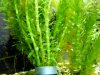 Mystery catfish 009.JPG
