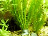 Mystery catfish 008.JPG