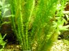 Mystery catfish 007.JPG