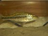 Spotted bass 441.JPG