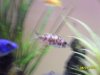 new fish 003.jpg new fish 003.jpg