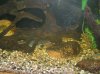pet fish 220.jpg