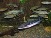 DSCF4946.JPG DSCF4946.JPG