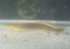 eel6.JPG