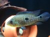 Conkel F1 Female Umbee.jpg