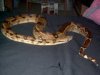 Snakes 005.jpg