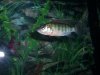 fish 009.jpg