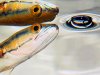 snakehead.jpg
