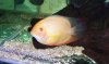 Severum.jpg
