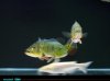 3cichla_CHcatblur.jpg