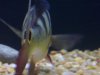 Cichla_the_end.jpg