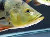 monoface_closeup.jpg