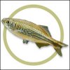 giantdanio3.jpg