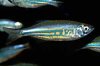 giantdanio1.jpg