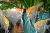 Angel-Pearlscale-3847.jpg