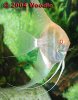 Albino-Pearlscale-Angel-01.jpg