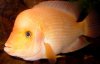 Amphilophus labiatus2.jpg