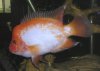 Amphilophus labiatus3.jpg