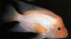 amphilophus_citrinellus.jpg