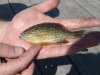 Round Lake 2006 005.jpg