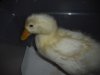 Duck and fishing 049.JPG