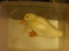 Duck and fishing 050.JPG