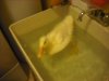 Duck and fishing 052.JPG