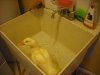 Duck and fishing 051.JPG