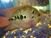 flowerhorn 046.jpg