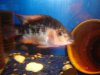 flowerhorn 026.jpg