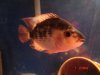 flowerhorn 045.jpg