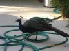 peacock 076.JPG