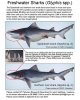 FW sharks.jpg