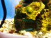 SNAKEHEAD2.jpg