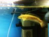 SNAKEHEAD4.jpg