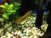 SNAKEHEAD5.jpg
