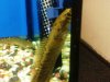 SNAKEHEAD6.jpg
