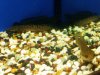 SNAKEHEAD8.jpg