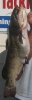 bullhead.jpg