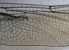 DragonFly-Wing.jpg