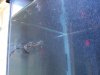 aquarium 037.jpg