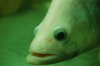 fish pic 053.jpg