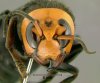 GIANT HORNET.jpg