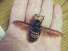 hornet hand.jpg