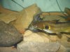 Catfish 005.jpg