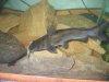 Catfish 007.jpg