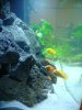 fish tank 038.jpg